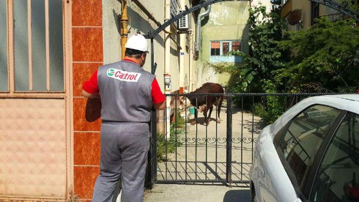 Mezbahadan Kaçtı, Ortalığı Birbirine Kattı