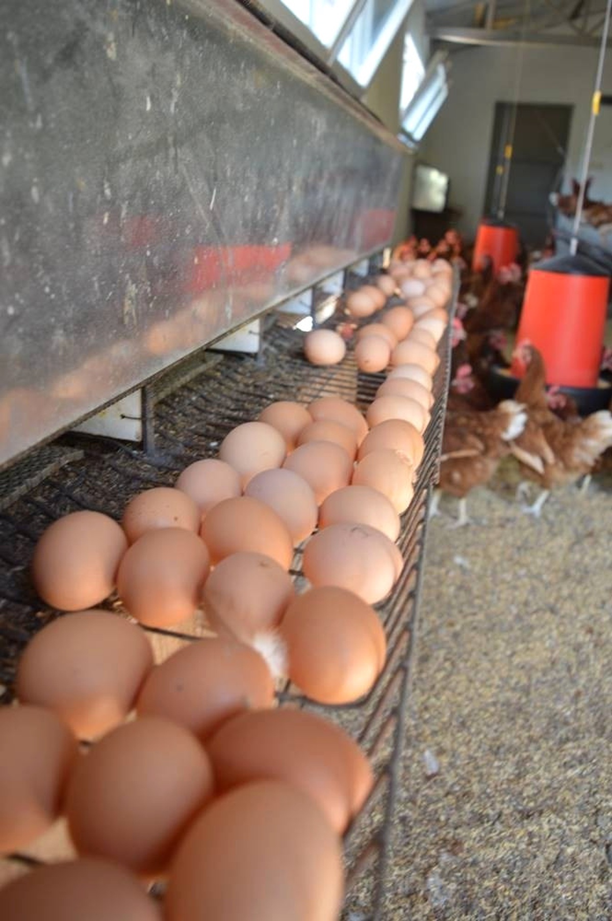 Ordu\'da Organik Yumurta Üretimi Çiftçinin Yüzünü Güldürdü