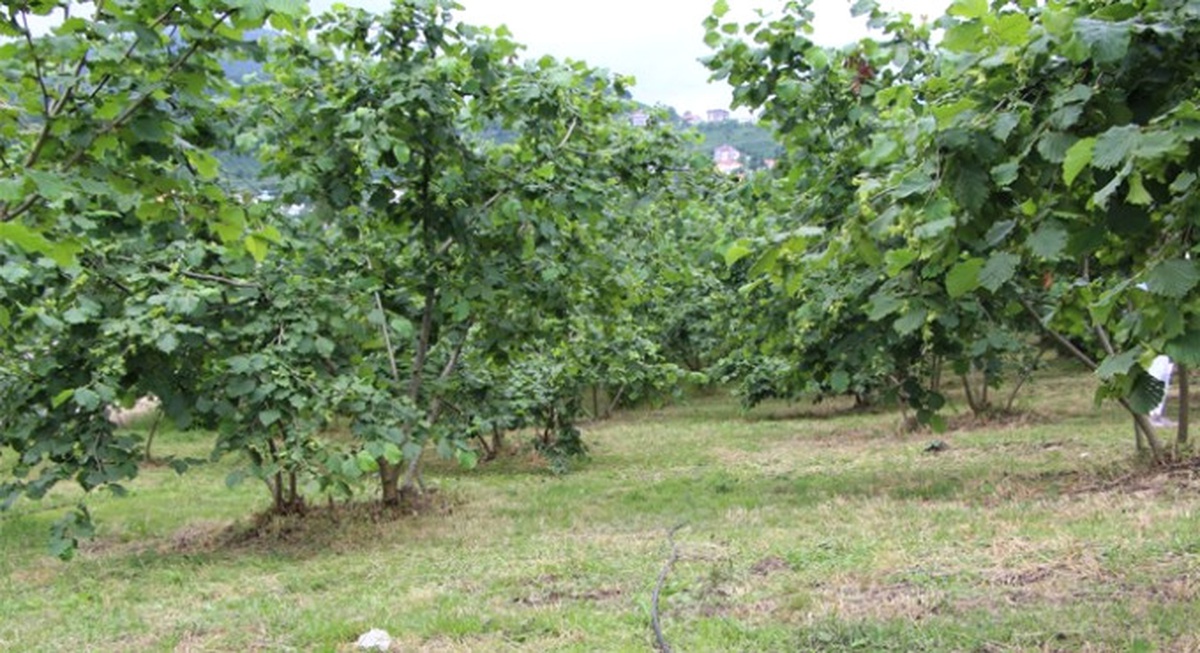 Samsun\'da Fındıkta Rekolte Beklentisi Arttı