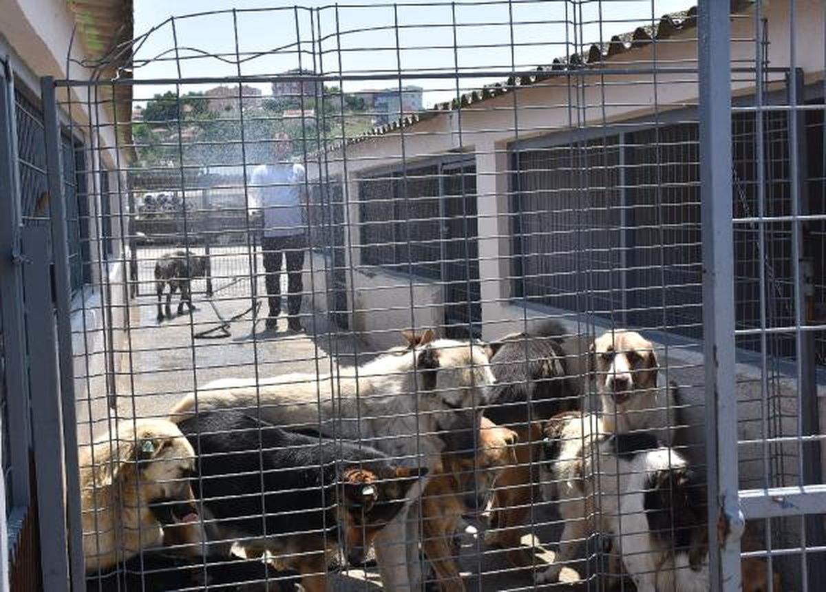 Sıcaktan Bunalan Köpekler Hortumla Serinletiliyor