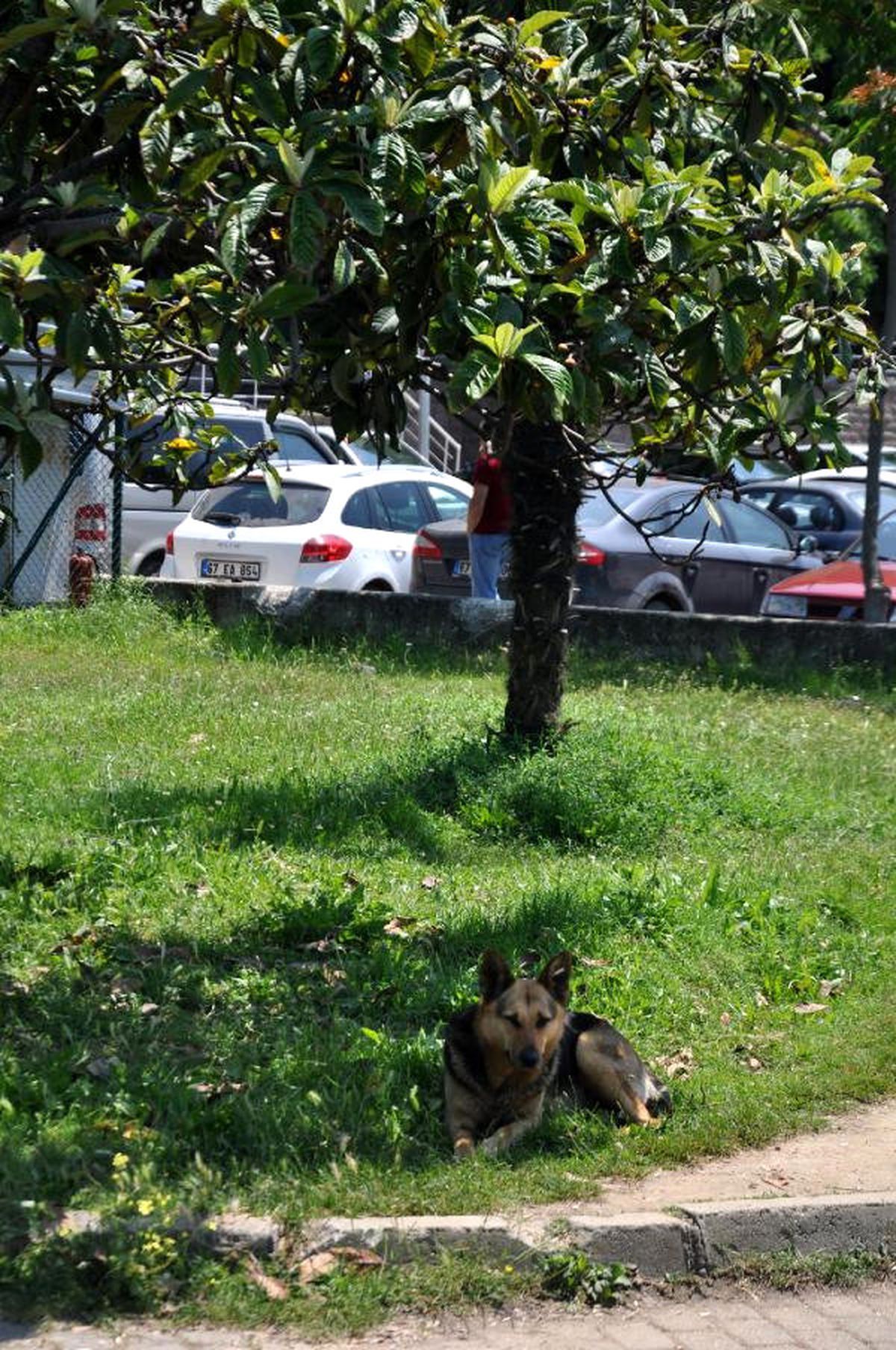 Zonguldak\'ta Sıcak Hava Bunalttı