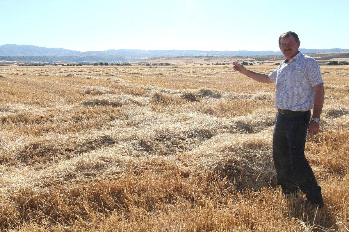 150 Dönüm Tarladan 50 Ton Arpa Çaldılar