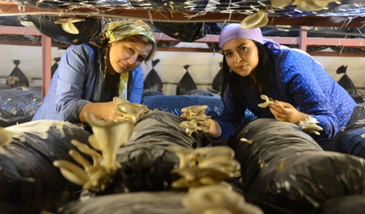 Anne Kızın Umudu İstiridye Mantarı Oldu