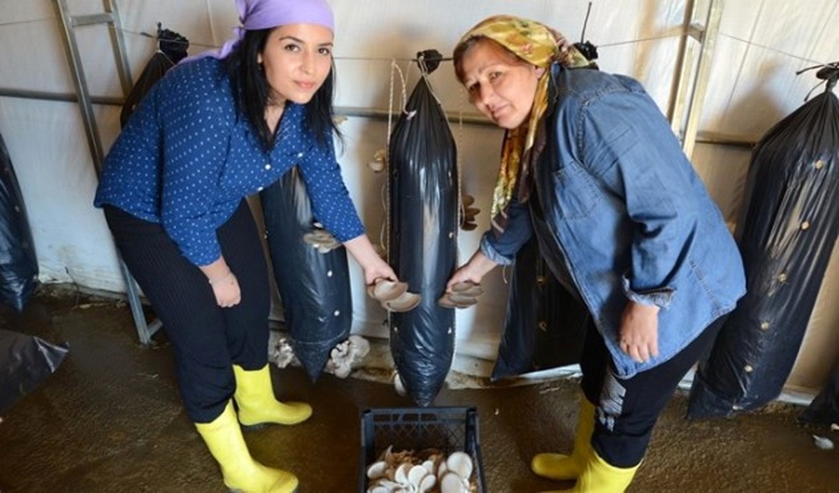 Anne Kızın Umudu İstiridye Mantarı Oldu