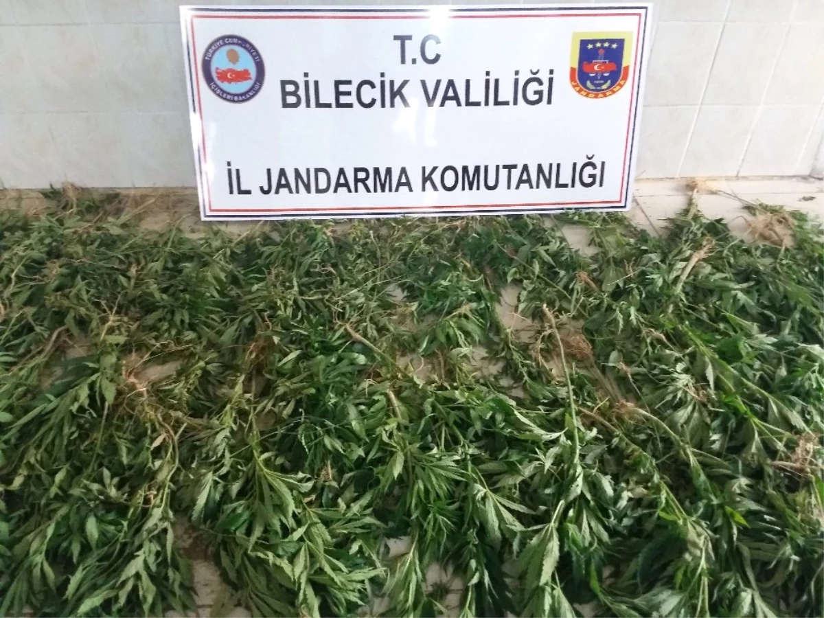 Bilecik\'te 2 Bin 172 Kök Kenevir Bitkisi Ele Geçirildi