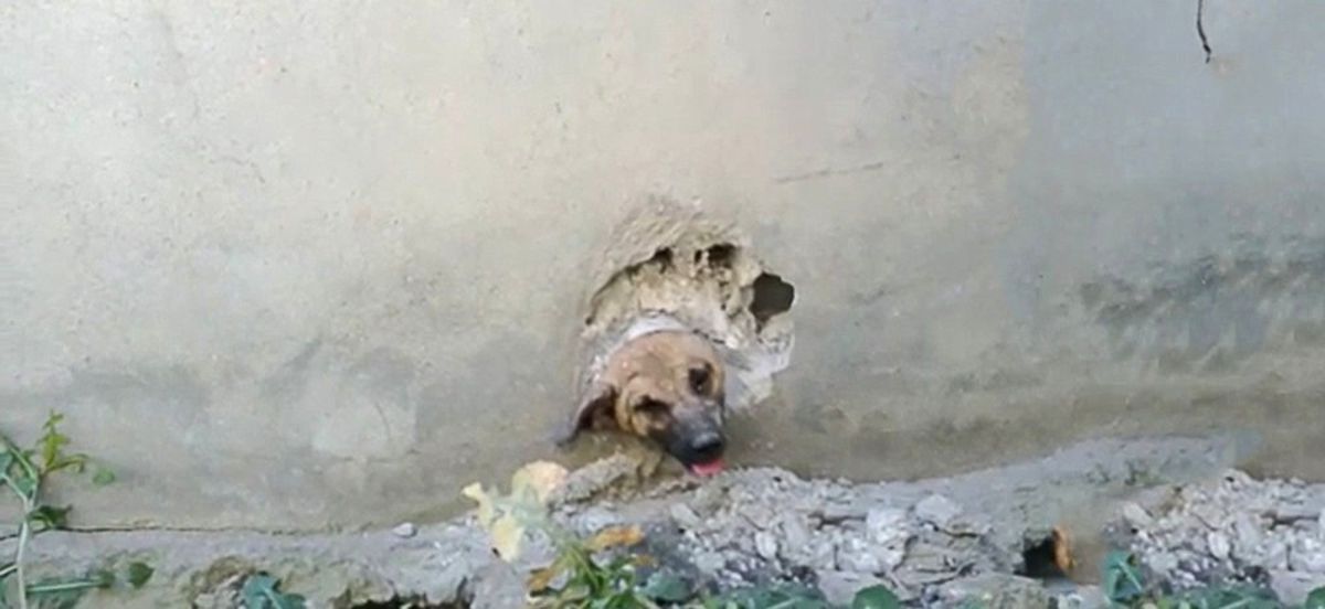 Bir Hafta Kafasındaki Boru ile Yaşayan Köpeğin Yardımına İtfaiye Koştu