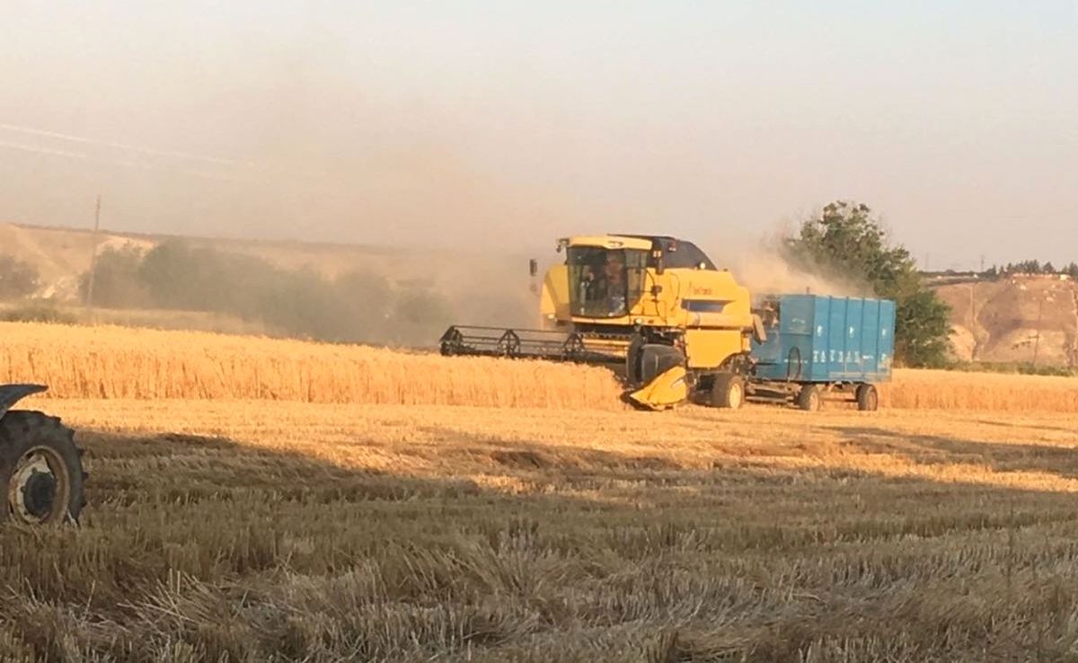 Birecik\'te Buğday Hasadı Devam Ediyor
