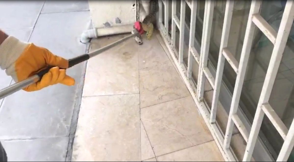 Bu Yılan Şehir Merkezinde Yakalandı