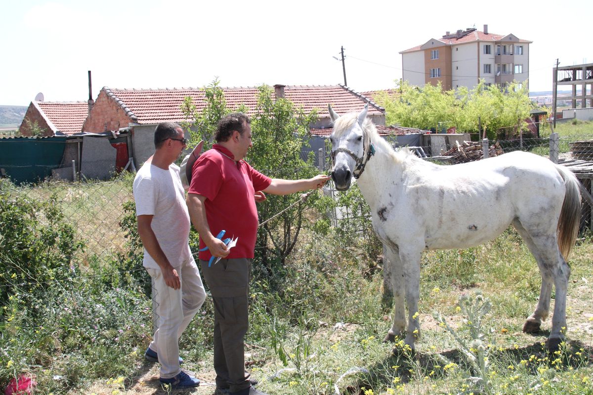Büyükşehir\'den Başıboş Atlara Çip