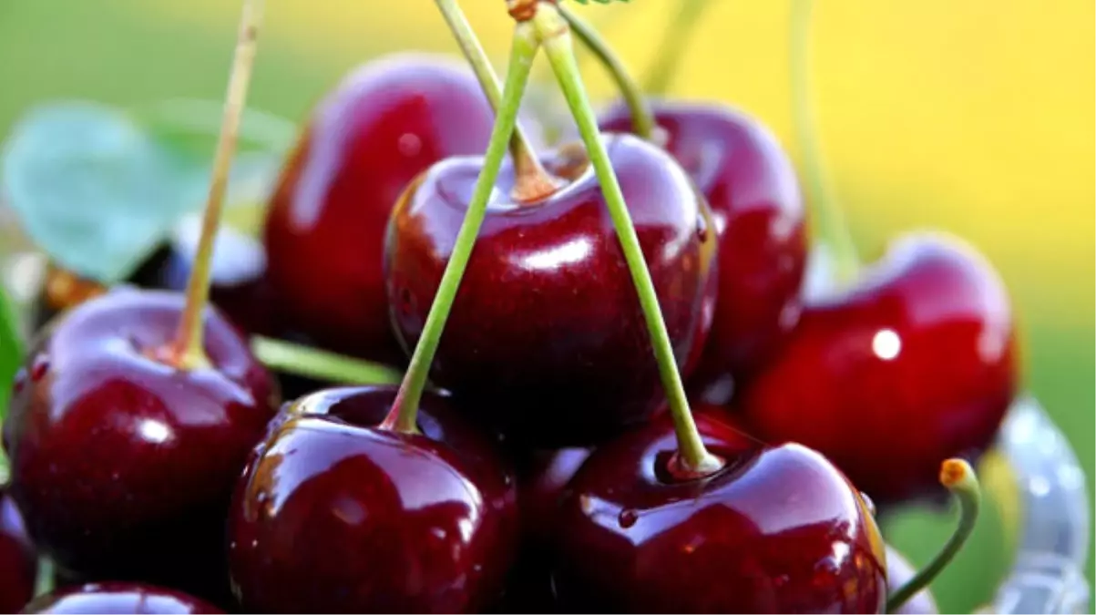 Eldivan Kirazına "Kartlı" Koruma