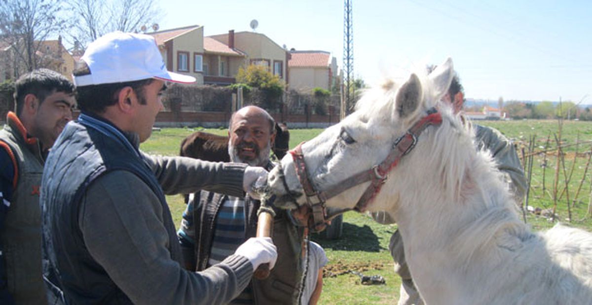 Eskişehir\'de Başıboş Atlara Çip Takıldı