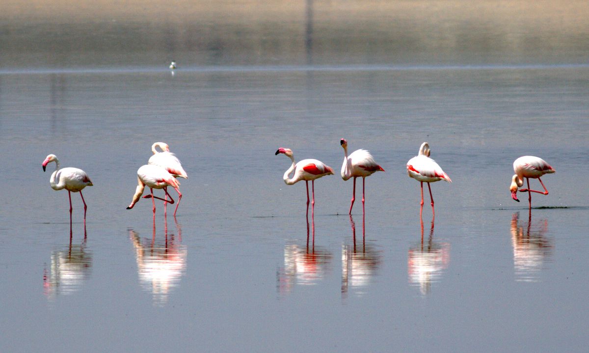Flamingo Yavruları Tuz Gölünde Efsane Yürüyüşlerine Başladılar
