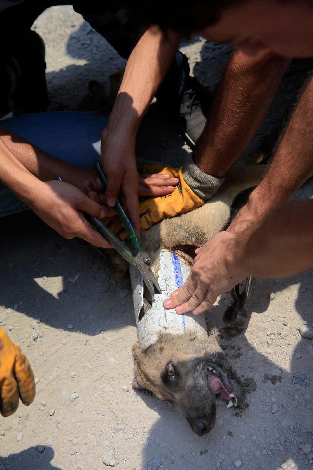 Kafası Tahliye Borusuna Sıkışan Köpeği İtfaiye Kurtardı
