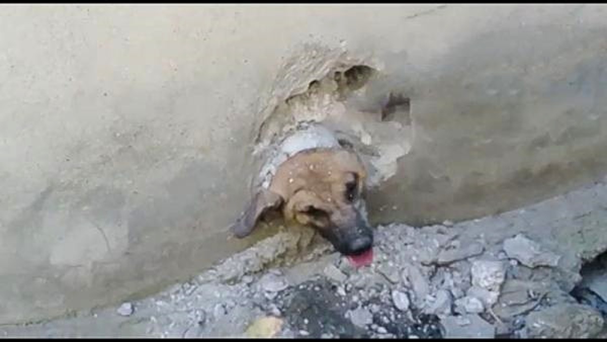 Kafası Tahliye Borusuna Sıkışan Köpeği İtfaiye Kurtardı