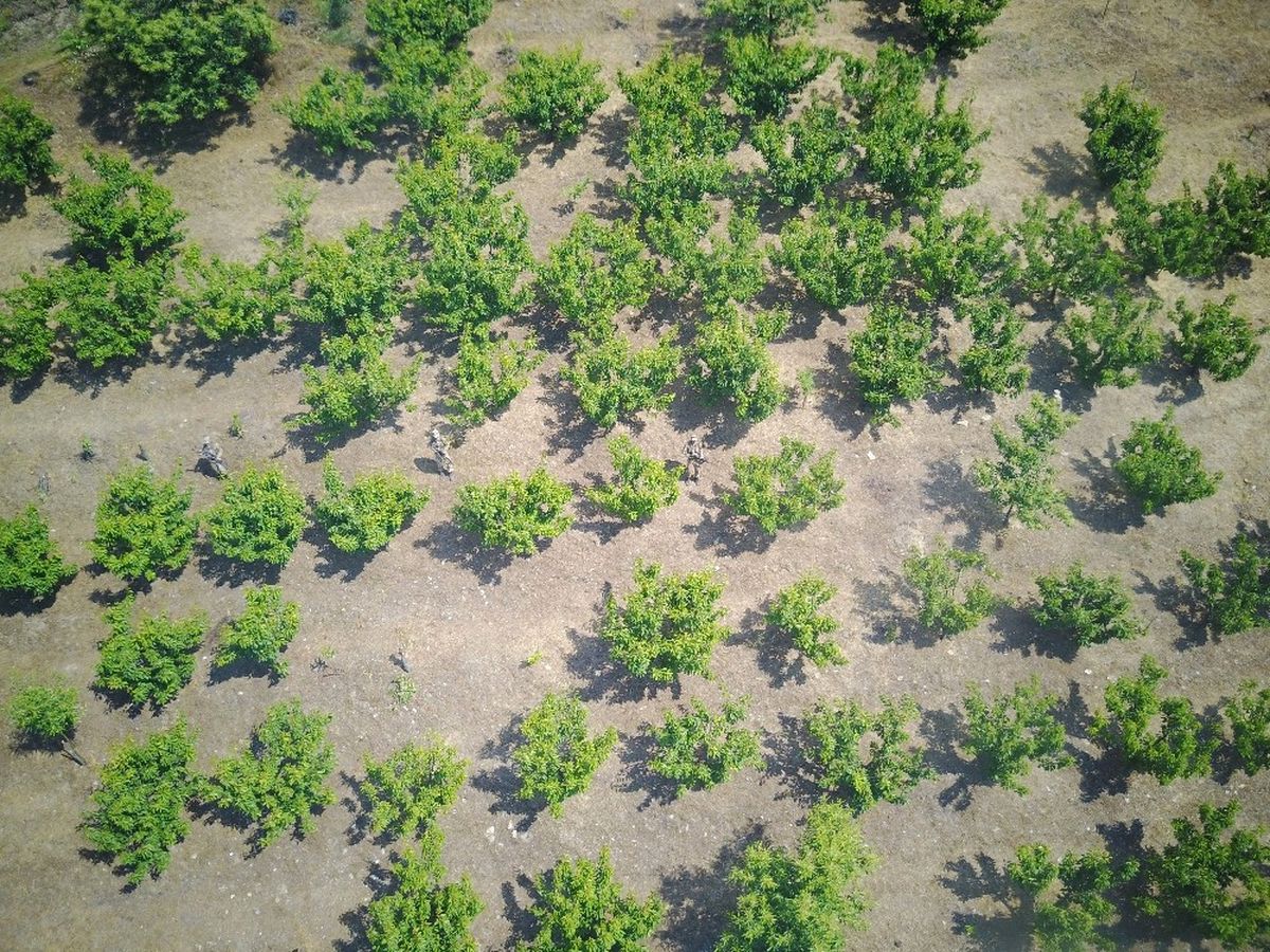Ormanlık Alandaki Kenevirlere Drone\'li Takip