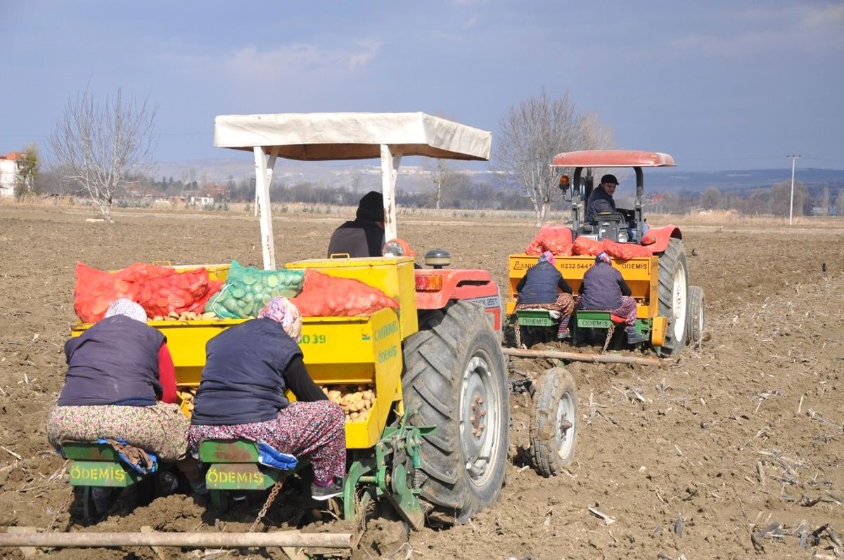 Patates ve Hububatta Hasat Zamanı