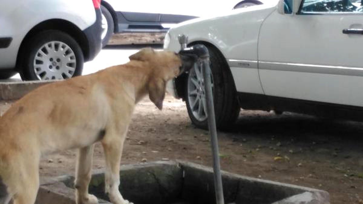 Sıcaktan Bunalan Köpeğin Serinleme Çabası
