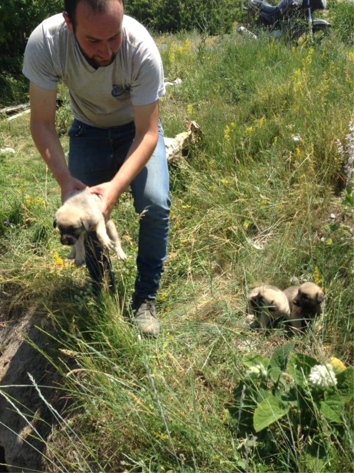 Sulama Kanalına Düşen Yavru Köpekleri Köylüler Kurtardı