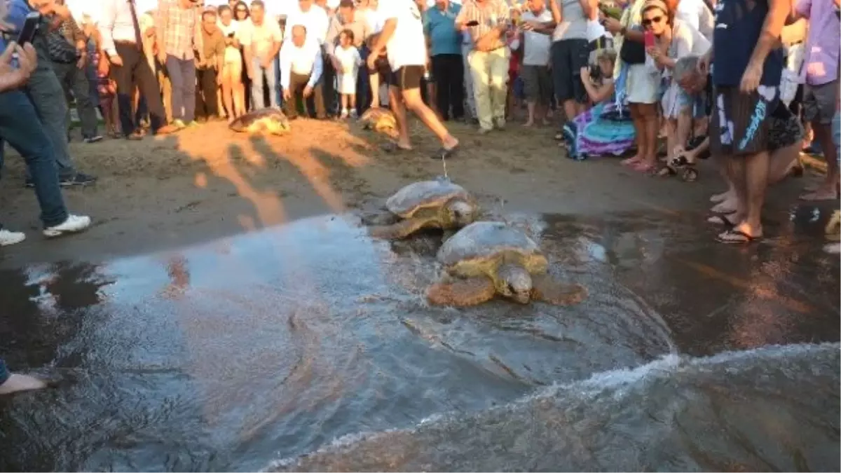 Uydu Takip Cihazı Takılan 2 Caretta Denize Salındı