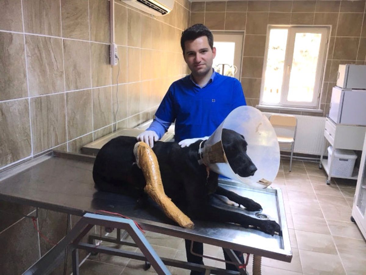 Yaralı Köpek Tedavi Edildi