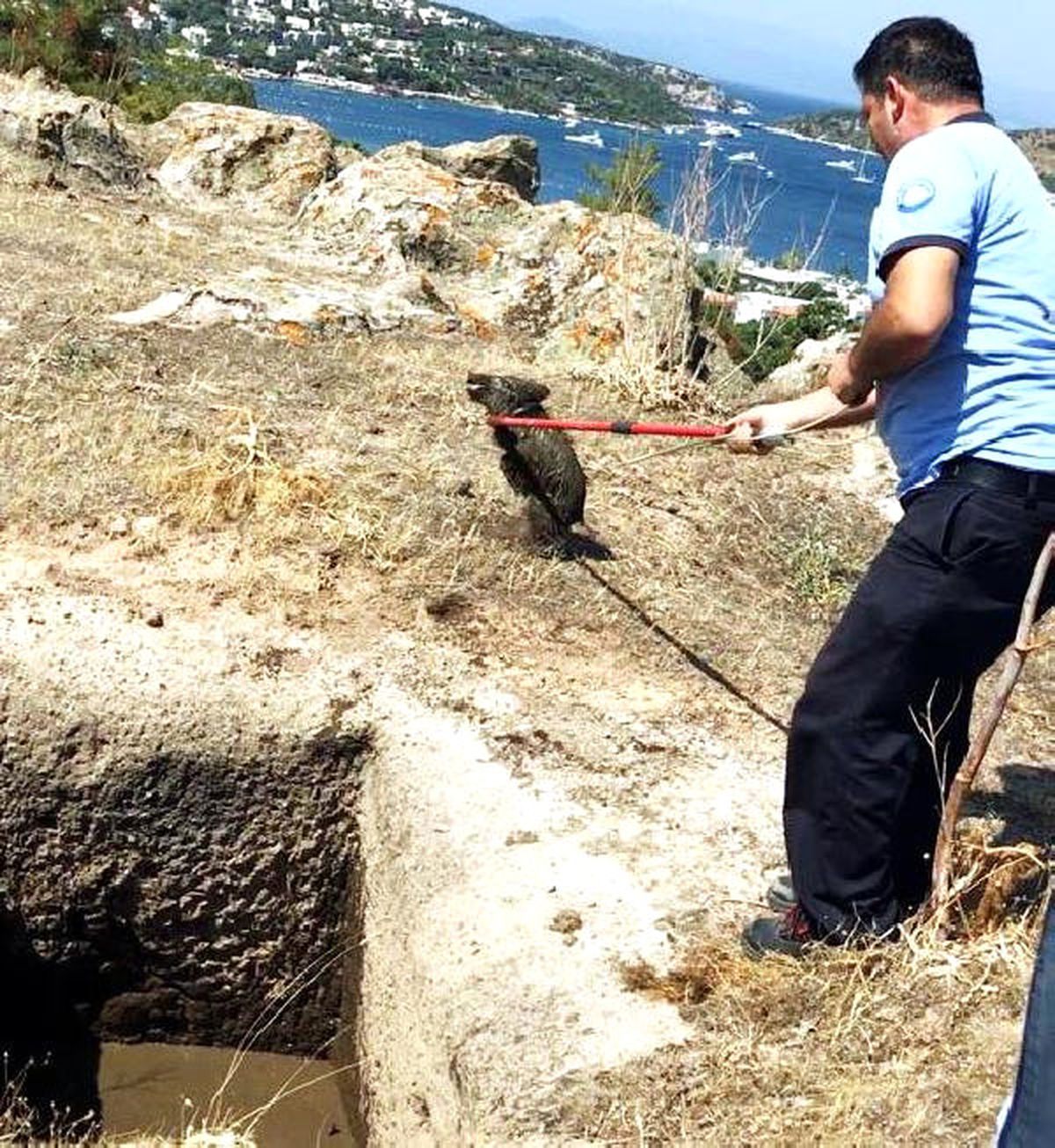 Yavru Domuzlar Operasyonla Kurtarıldı