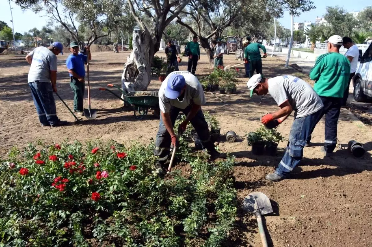 Aliğa\'da Zeytinli Park Güllerle Donatıldı