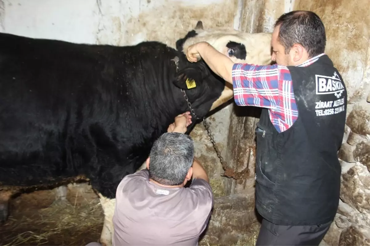 Ani Isı Değişiklikleri Aydın\'da Hayvanları Olumsuz Etkiledi