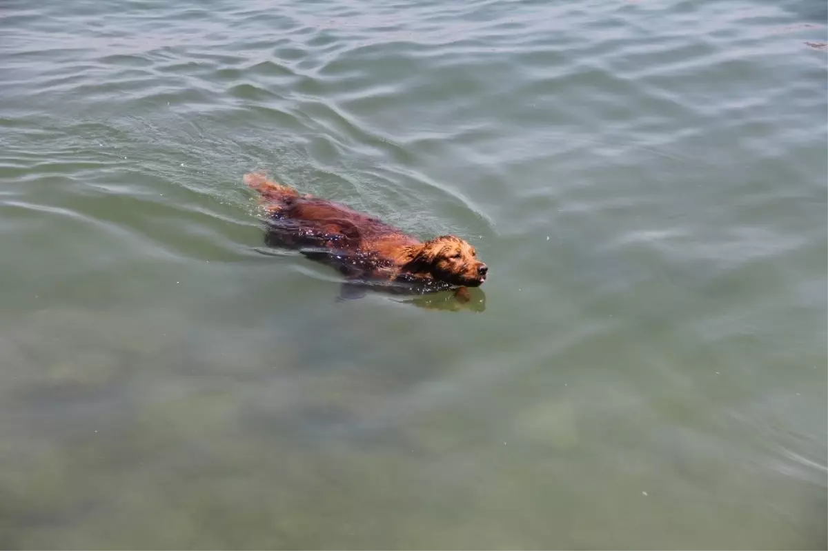 Sıcaktan Bunalan Köpek, Kendini Denize Attı