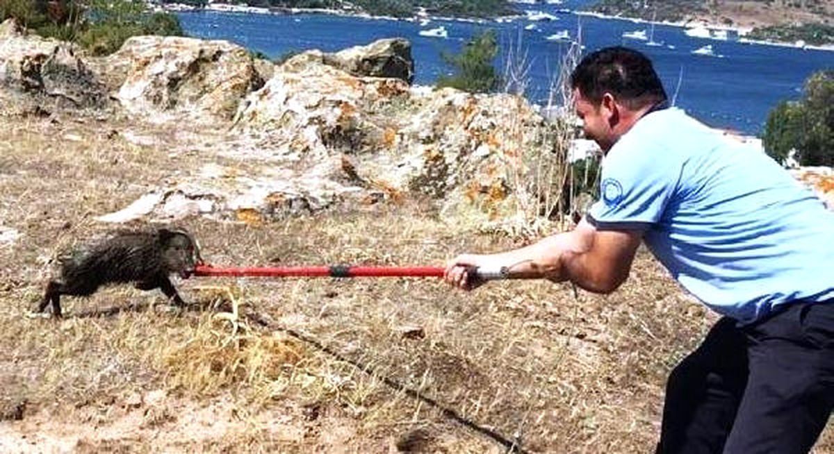 Yavru Domuzlar Operasyonla Kurtarıldı