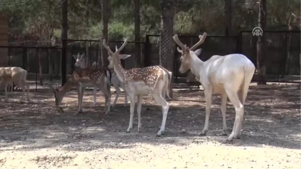 Yeni Doğan Alageyikler Ilgi Odağı Oldu