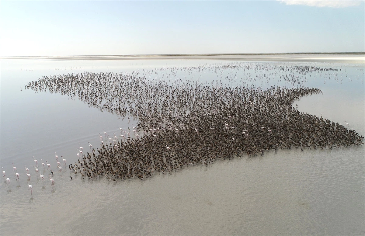 Anadolu\'nun Flamingo Cenneti: Tuz Gölü