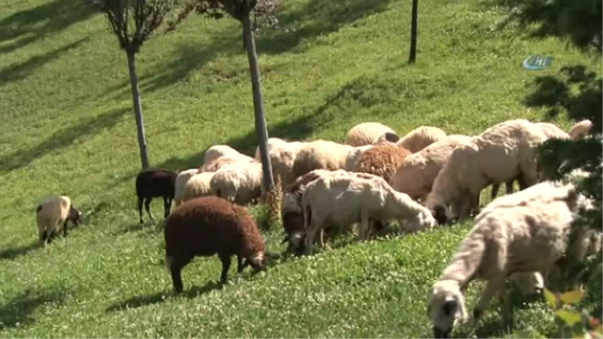 Başkent\'in Göbeğinde Yaşayan Köy