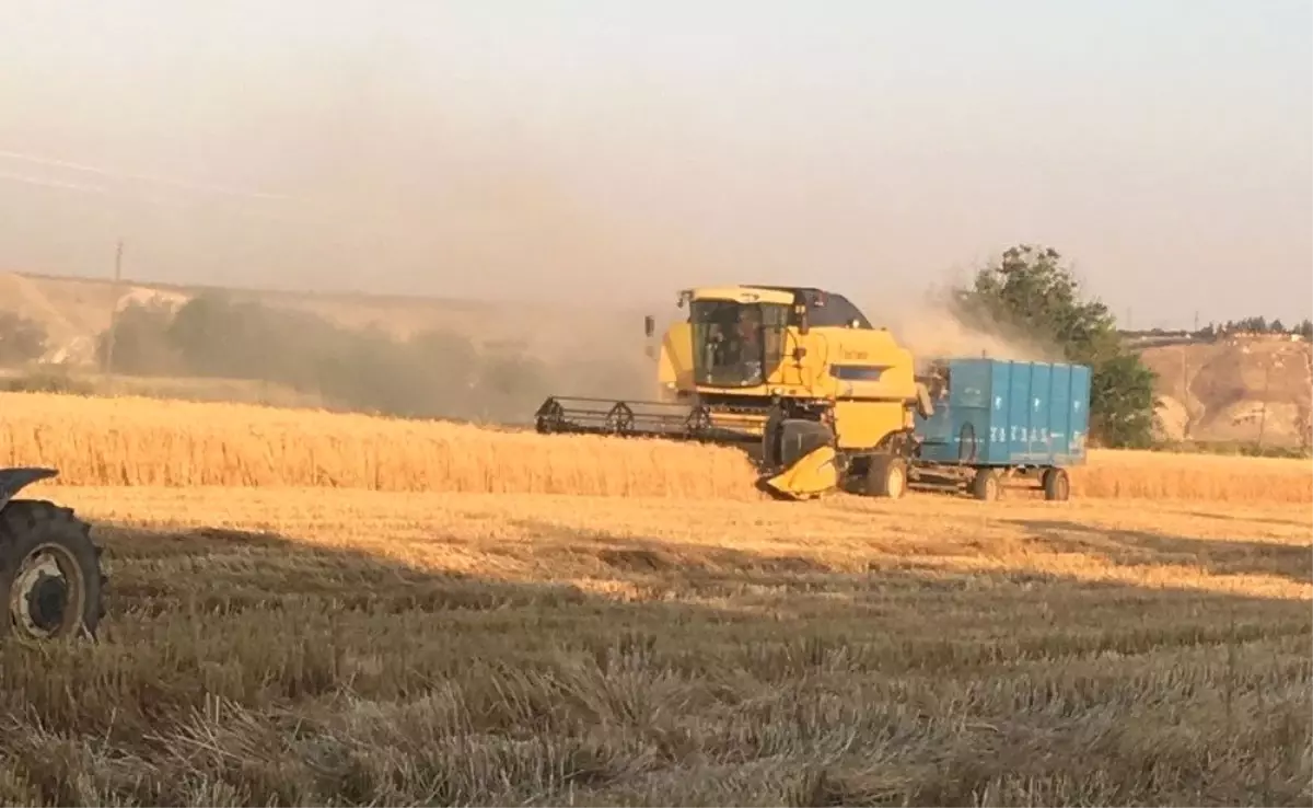 Buğday Hasadı Devam Ediyor