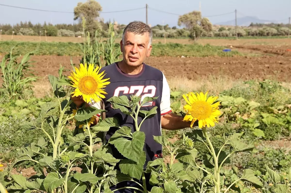 Datça\'da Ilk Yerel Tohum Hasadı Yapıldı