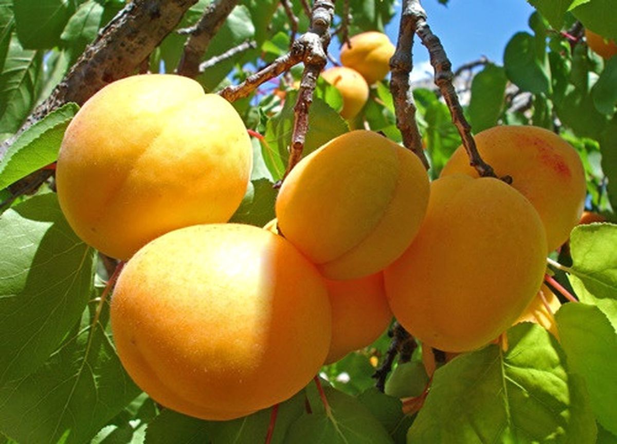 Doğu\'nun Çukurova\'sında "Sarı Elmas" Hasadı