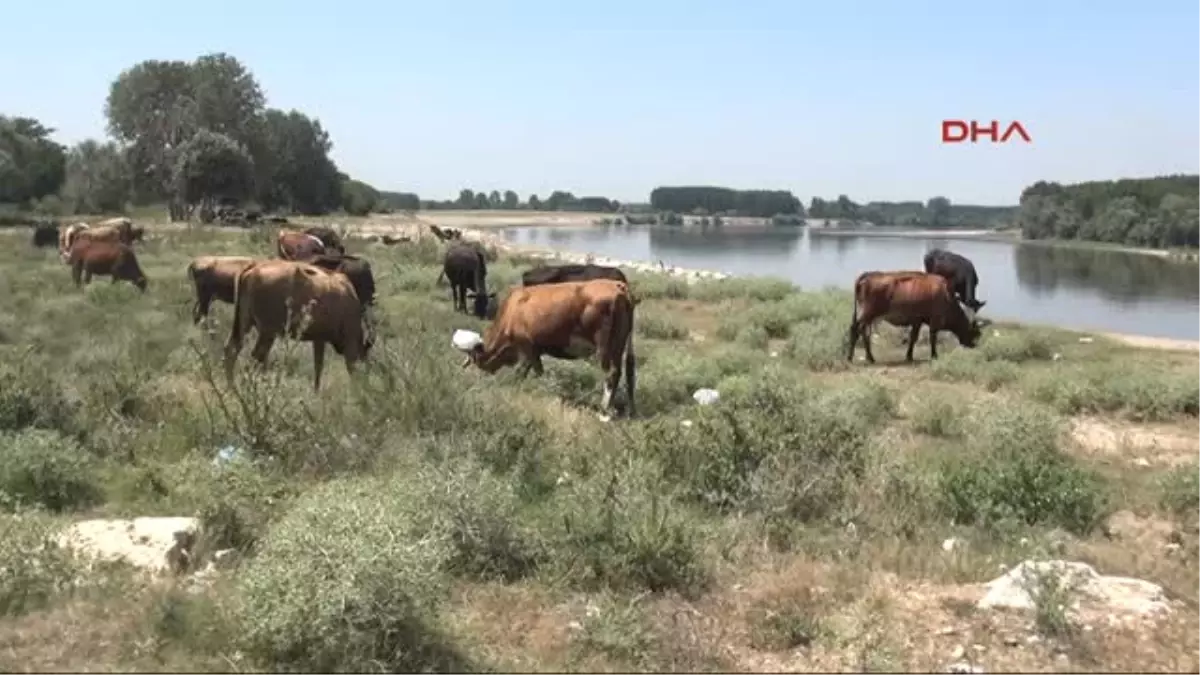 Edirne Sıcaklar Inekleri Strese Soktu, Süt Verimi Düştü