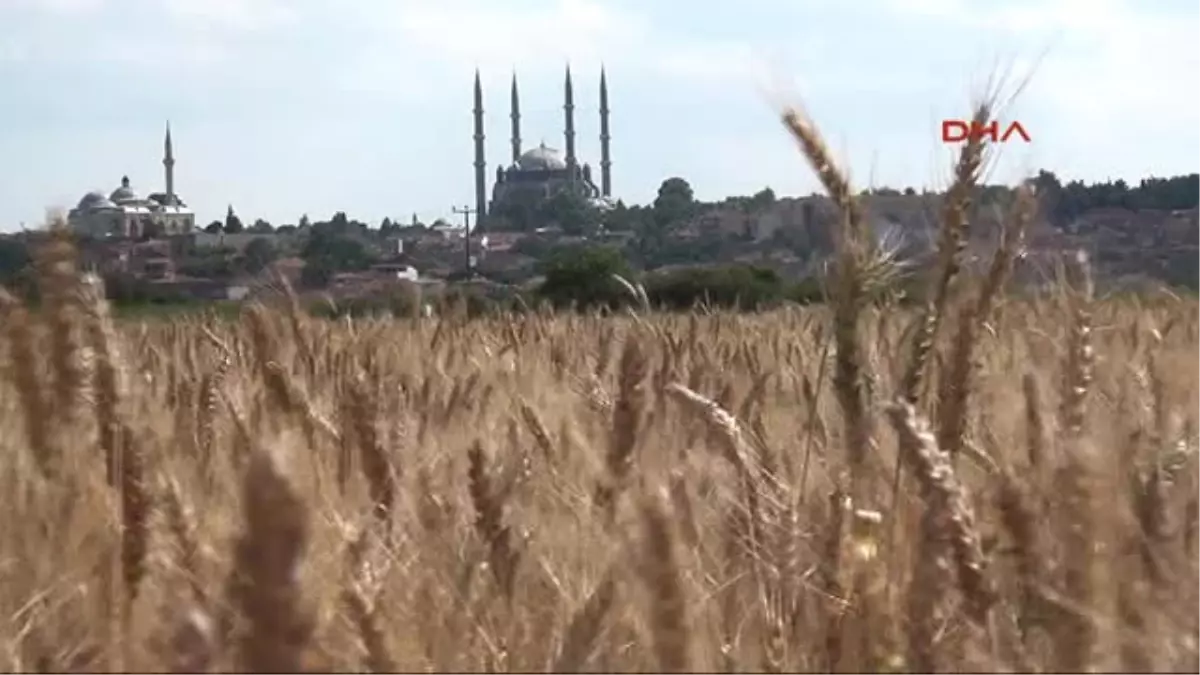 Edirne Trakya\'da Buruk Buğday Hasadı