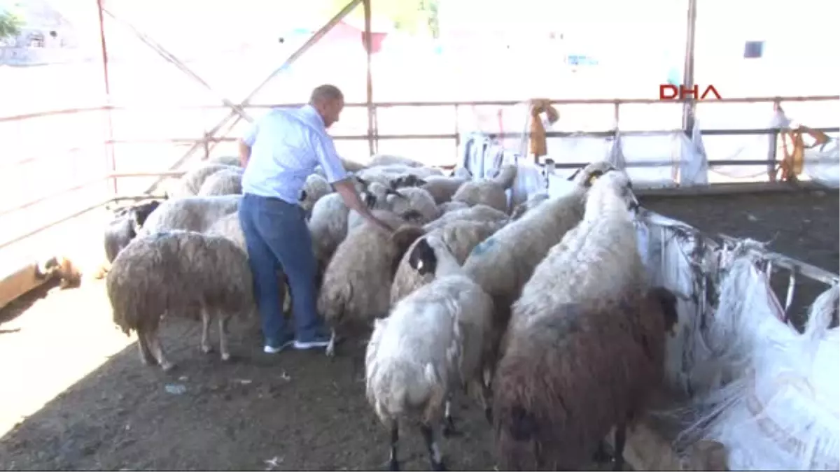 Erzurum Et Ithaliyle Yerli Üretici Pazarını Kaybedecek