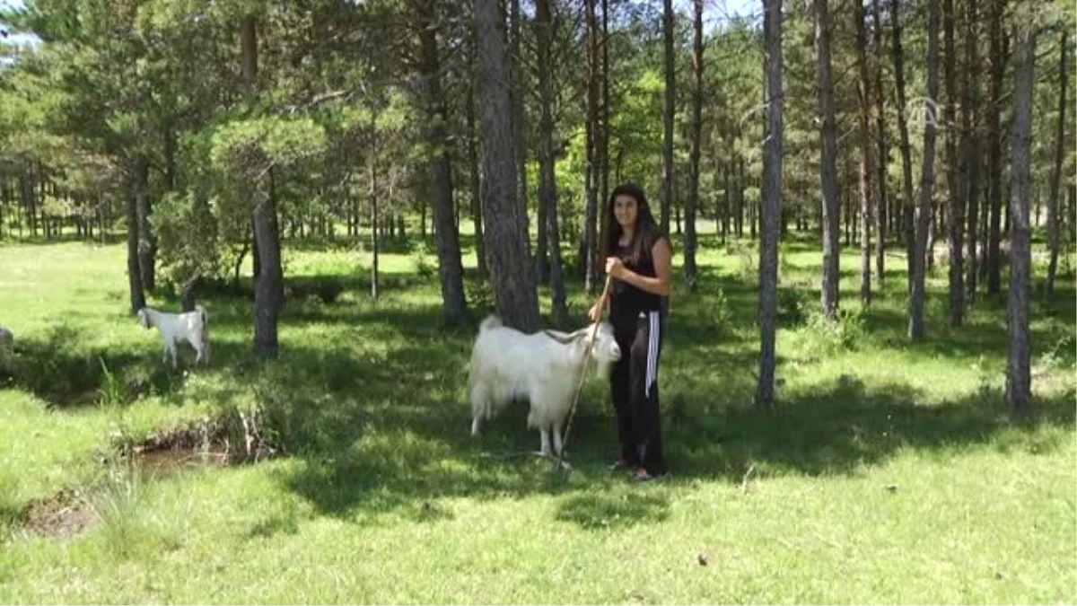 Köyde Çoban, Ringde Boksör - Kastamonu