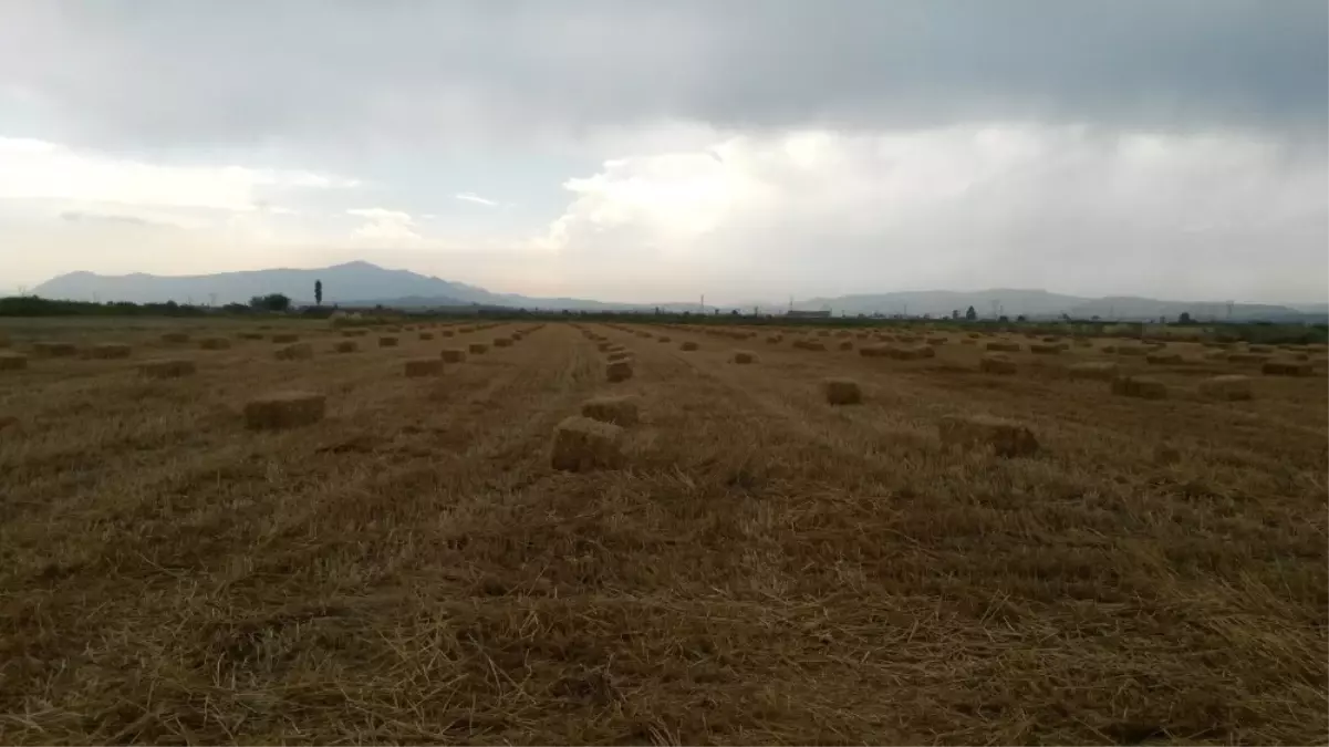 Saman Bolluğu Besicileri Rahatlattı