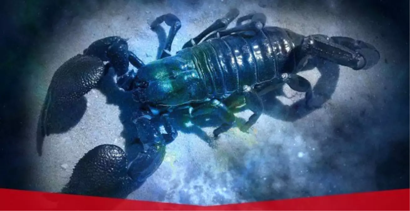 2017 Temmuz Ayında Akrep Burcunu Neler Bekliyor?