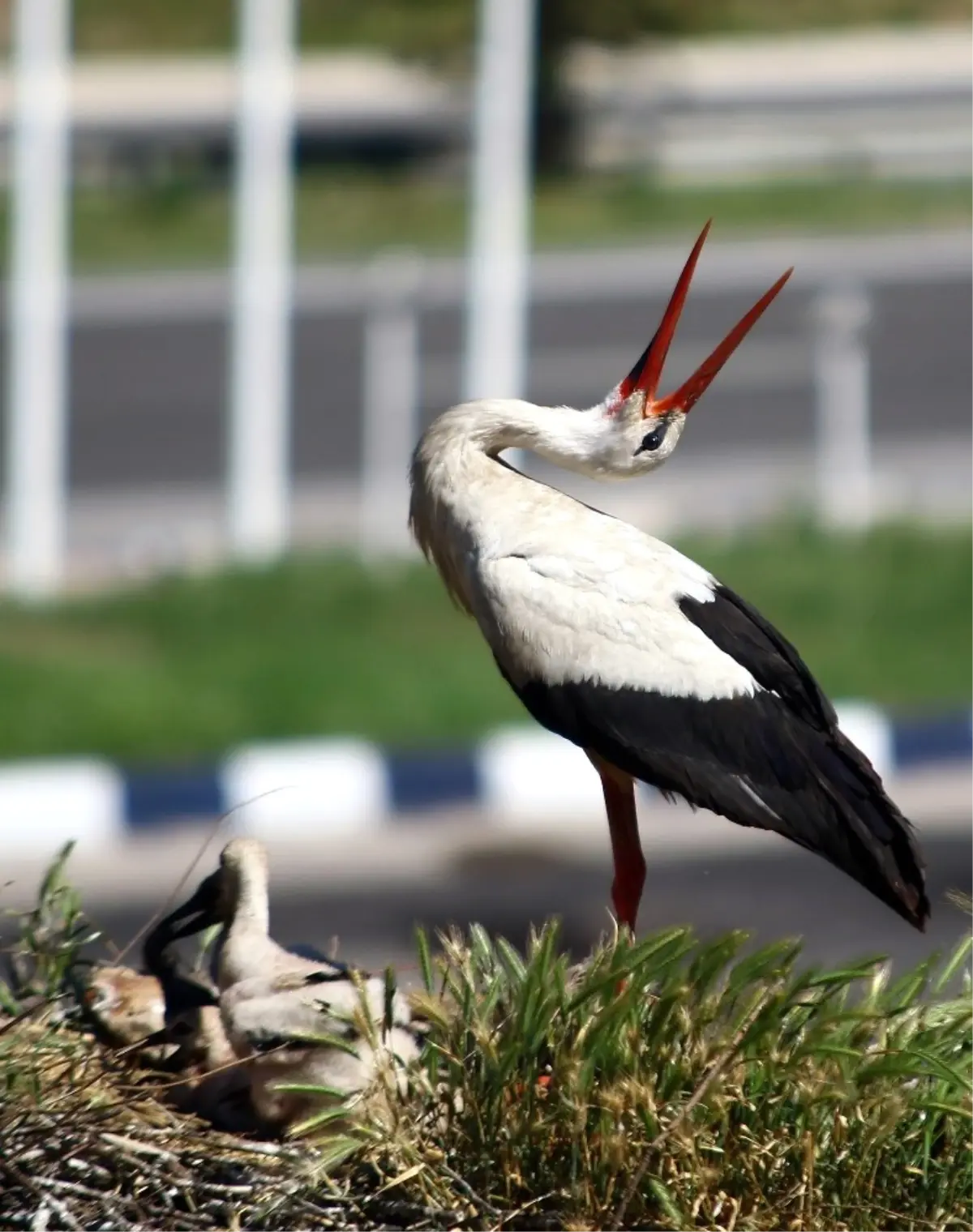 Ankaralı İş Adamı Leylekler İçin Yuva Yaptı