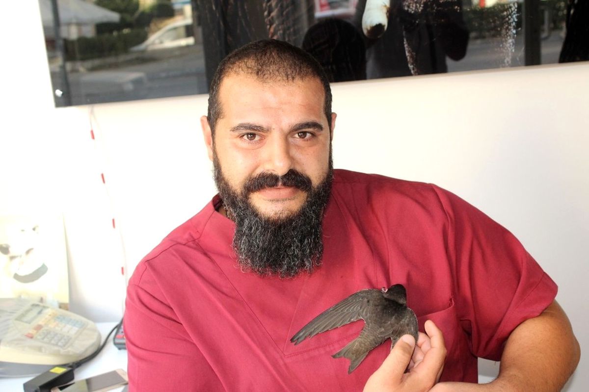 Aşırı Sıcaklara Ebabil Kuşu da Dayanamadı