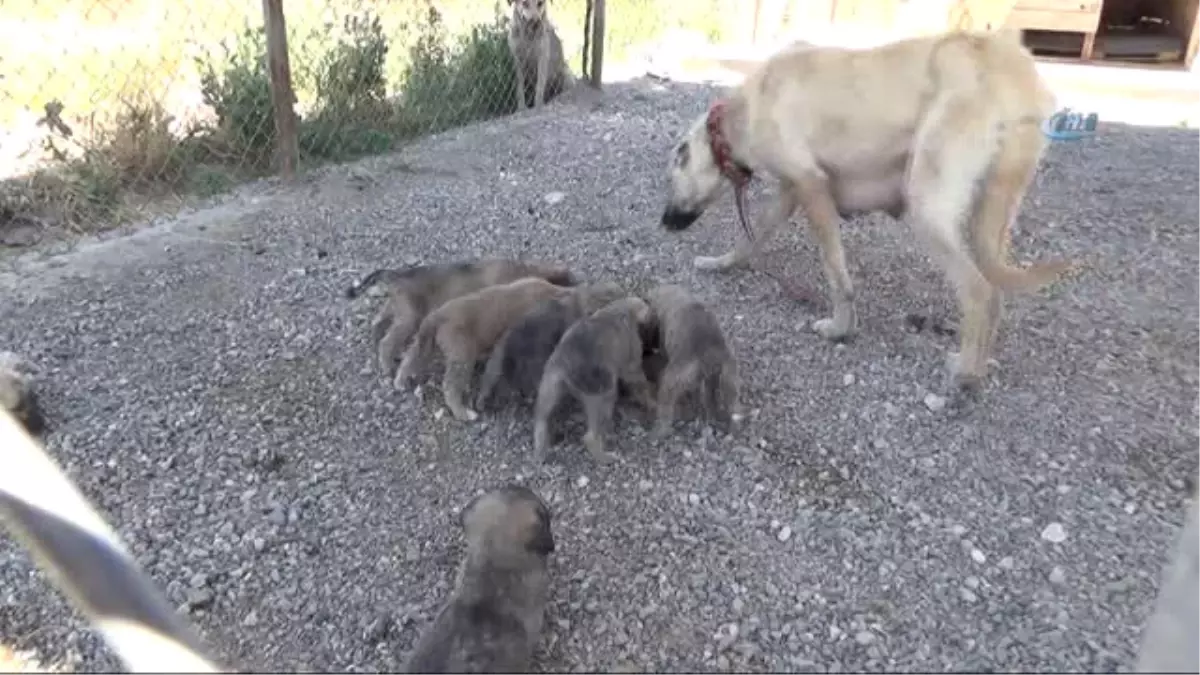 Barınaktaki Hayvanlar Suyla Serinletilmeye Çalışılıyor