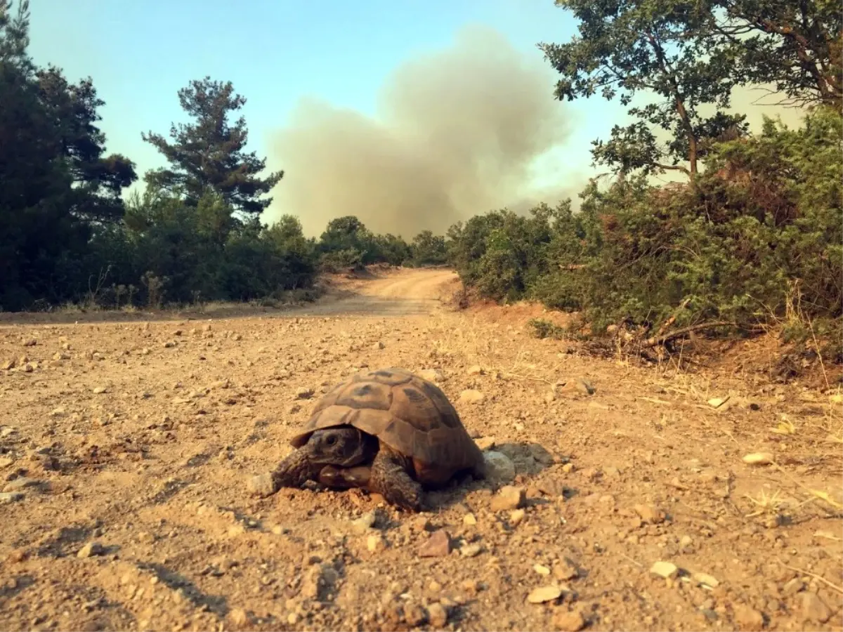 Çanakkale\'de Orman Yangını