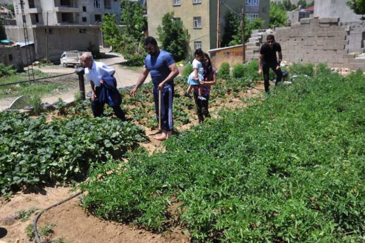 Evinin Damını Bahçe Yaptı