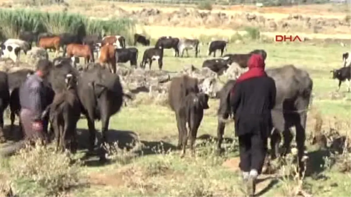 Gaziantep Sıcaktan Bunalan Mandalar Suda Serinliyor