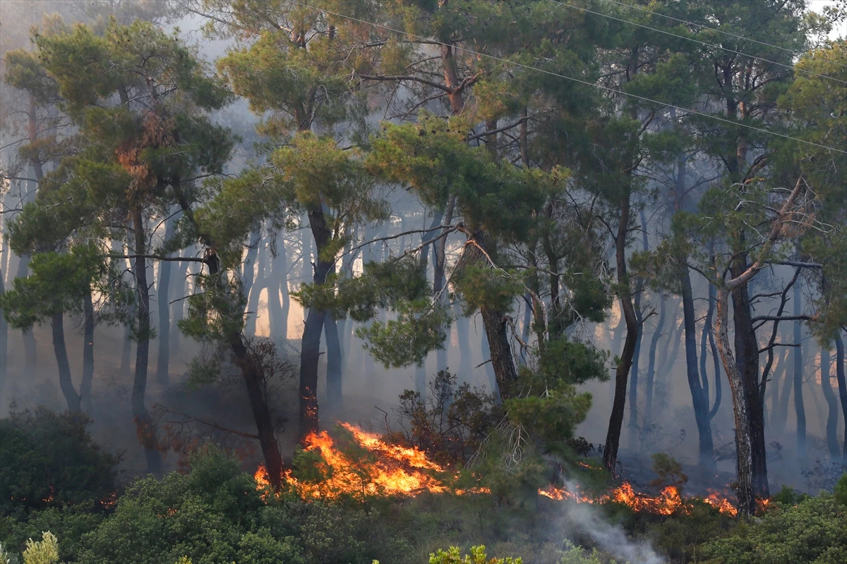 İzmir\'deki Makilik ve Orman Yangını