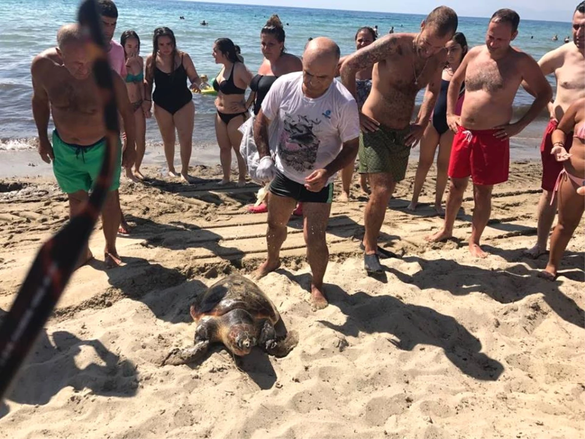 Kuşadası\'nda Caretta Caretta Seferberliği