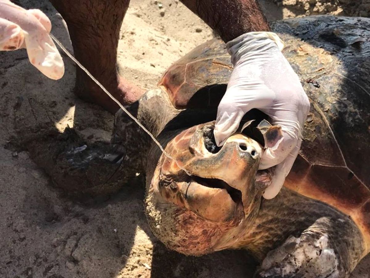 Kuşadası\'nda Caretta Caretta Seferberliği